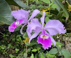 Cattleya trianae
