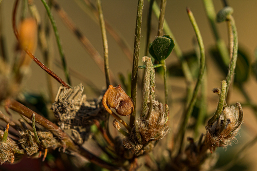 Marsilea minuta image