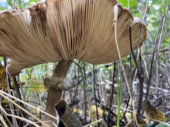 Chlorophyllum olivieri