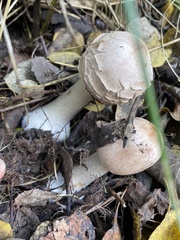 Chlorophyllum olivieri