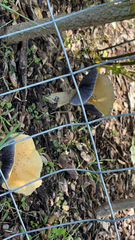 Leratiomyces percevalii