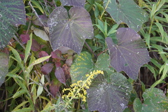 Vitis labrusca