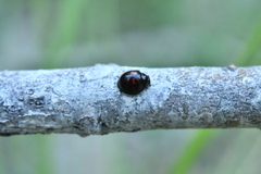 Chilocorus bipustulatus