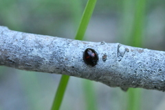 Chilocorus bipustulatus