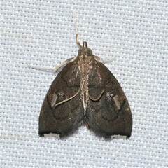 Perispasta caeculalis