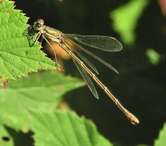 Lestes virens