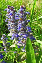 Ajuga reptans