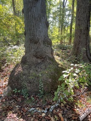 Liriodendron tulipifera