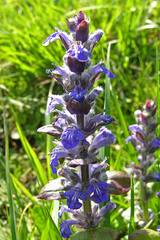 Ajuga reptans
