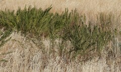 Artemisia dracunculus
