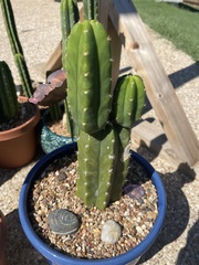 Trichocereus