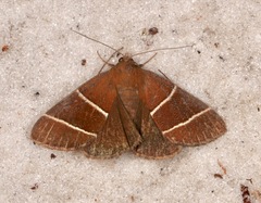 Argyrostrotis quadrifilaris
