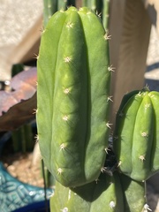 Trichocereus