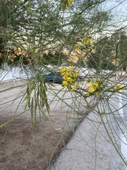 Parkinsonia
