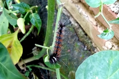 Lepidoptera