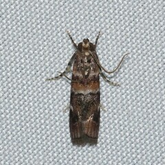 Dioryctria pygmaeella