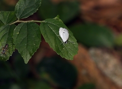 Neopithecops zalmora