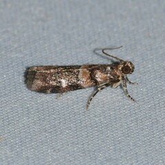 Dioryctria pygmaeella