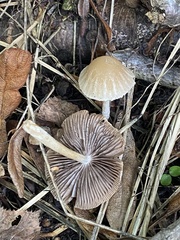 Psathyrella