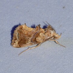 Plusiodonta compressipalpis