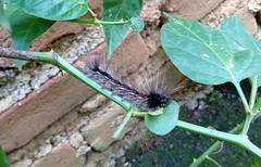 Lepidoptera