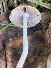 Psathyrella
