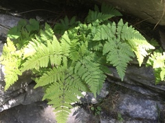 Gymnocarpium dryopteris