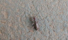 Ambonus distinctus