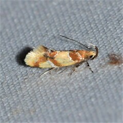 Epicallima argenticinctella