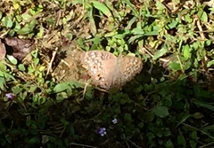 Junonia atlites atlites