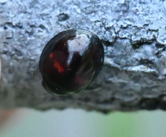 Chilocorus bipustulatus