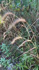 Elymus canadensis