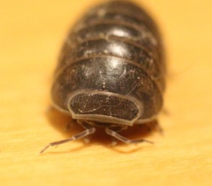 Armadillo officinalis