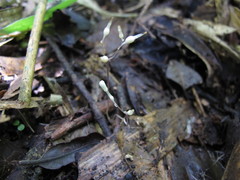 Gymnosiphon danguyanus