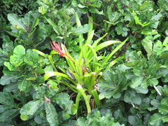 Aechmea tillandsioides