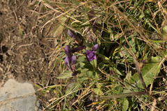 Gentianella amarella
