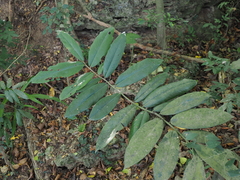 Diospyros blancoi