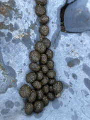 Sylvilagus aquaticus