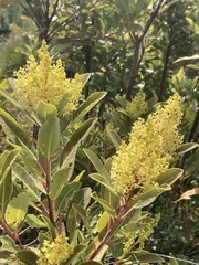 Laurophyllus capensis