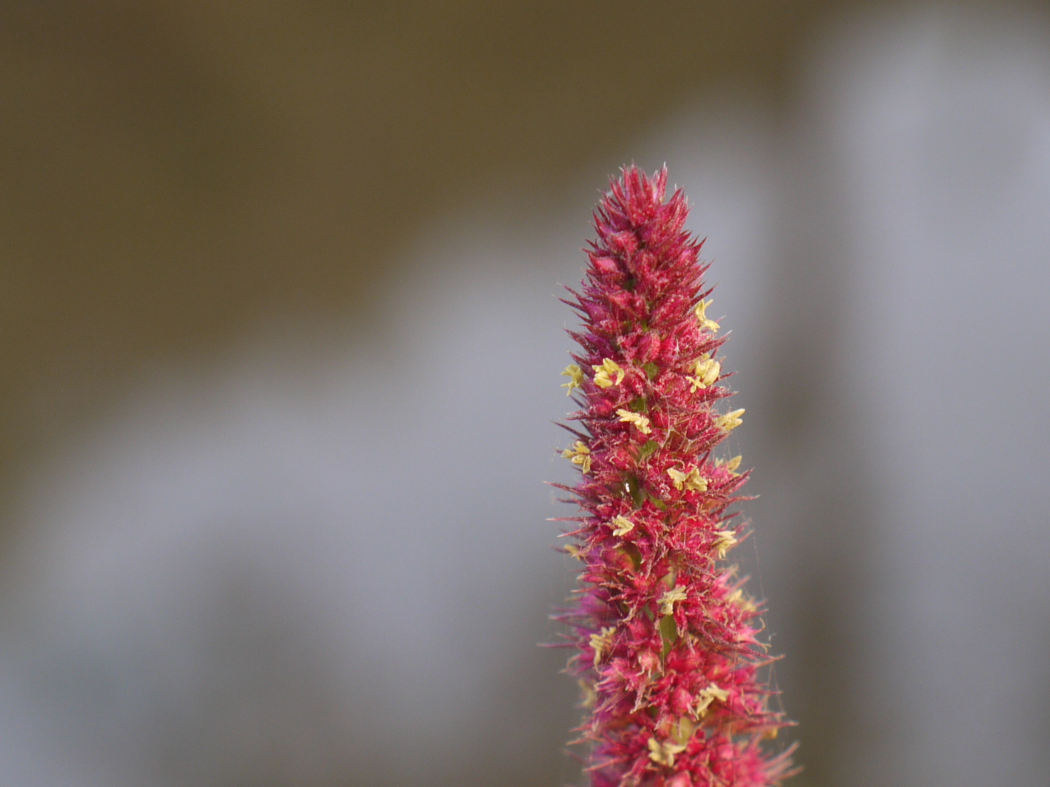 Amaranthus cruentus L.