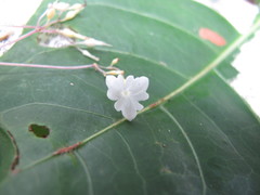 Gymnosiphon danguyanus