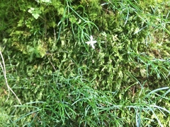 Moehringia muscosa