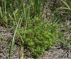 Lythrum volgense