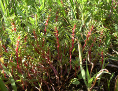 Lythrum volgense