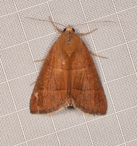 Four-lined Chocolate Moth photo 4