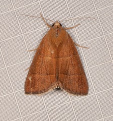 Argyrostrotis quadrifilaris