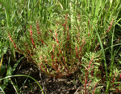 Lythrum volgense