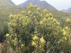 Laurophyllus capensis