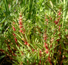 Lythrum volgense