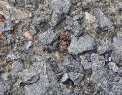 Arctosa perita